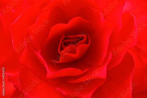 Photo: ベゴニア Begonia ベゴニア Begonia
