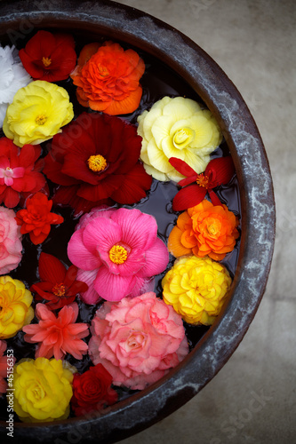 Photo: ベゴニア Begonia ベゴニア Begonia