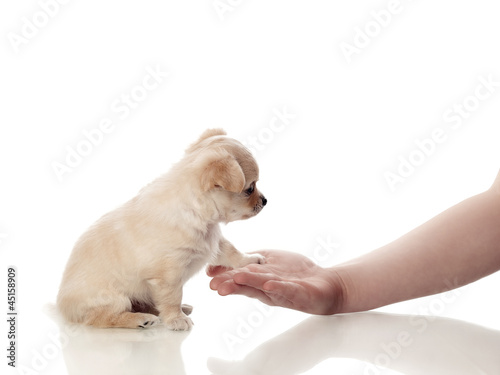 Photo: Welpe legt seine Pfote auf eine Kinderhand Welpe legt seine Pfote auf eine Kinderhand