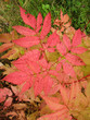 Autumn leaves aruncus dioicus