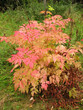 Bush aruncus dioicus in autumn