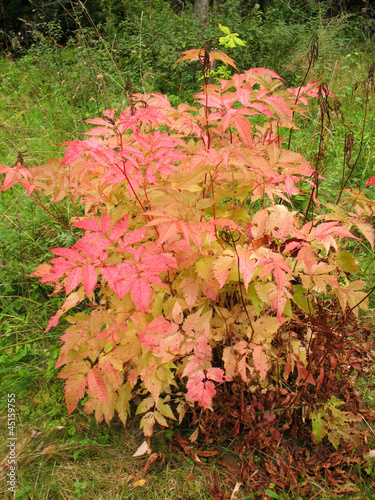 Photo: Bush aruncus dioicus in autumn Bush aruncus dioicus in autumn