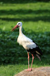 Klapperstorch