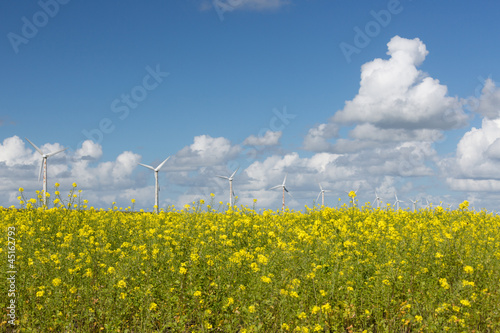 Photo: Dutch windturbines behind a yellow coleseed field Dutch windturbines behind a yellow coleseed field