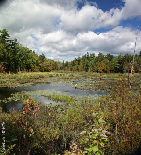 Photo: New England marsh & lily pond New England marsh & lily pond