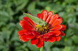 green grasshopper on red zinnia flower