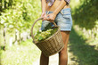 vintner picking grapes in a vineyard
