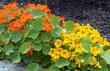 Kapuzinerkresse; Tropaeolum majus