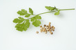 Korianderblaetter, Samen, Coriandrum sativum