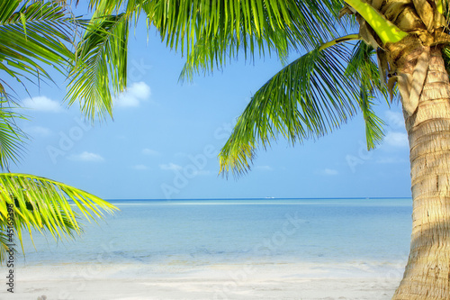 Photo: tropic scene tropic scene
