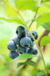 fresh blueberries