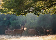 Photo: Red deer stags on cold morning in misty foggy landscape Red deer stags on cold morning in misty foggy landscape