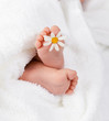 Lovely infant foot with little white daisy