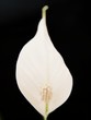 White lily flower, towards black background