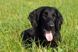 Hund Retriever Wiese