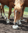 Horse licking salt