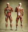 anatomy