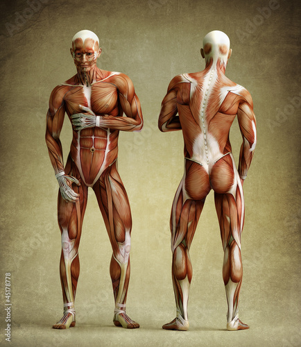 Photo: anatomy anatomy