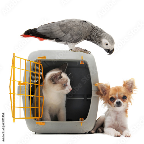 Photo: kitten in pet carrier, parrot and chihuahua kitten in pet carrier, parrot and chihuahua