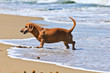 Photo: dachshund dog on the beach dachshund dog on the beach