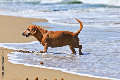 Photo: dachshund dog on the beach dachshund dog on the beach