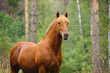 chestnut horse portrait