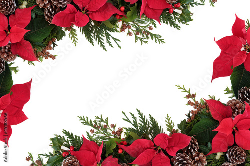 Photo: Poinsettia Floral Border Poinsettia Floral Border
