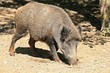 Wildschwein