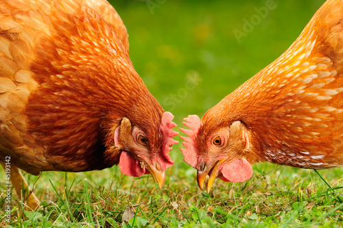 Photo: Domestic Chickens Eating Grains and Grass Domestic Chickens Eating Grains and Grass