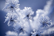 Photo: Detail of frozen flower Detail of frozen flower