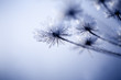 Photo: Detail of frozen flower Detail of frozen flower