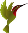 hummingbird