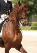 Foto: dressage horse dressage horse