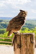 Hibou grand-duc