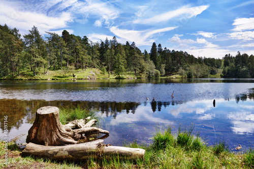 Photo: Tree Stump by a lake Tree Stump by a lake