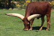 cornes de watussi