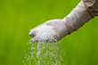Chemical fertilizer pouring with farmer hand