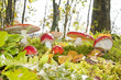 fly agaric mushrooms in a forest