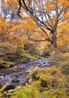 Otoño en el bosque de Muniellos, Asturias.