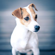 Jack Russell terrier portrait.