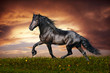 Black Friesian horse trot
