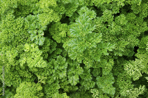 Photo: Verdure,salad Verdure,salad