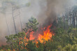 Photo: Forest Wild fire detail on Portugal Summer Forest Wild fire detail on Portugal Summer