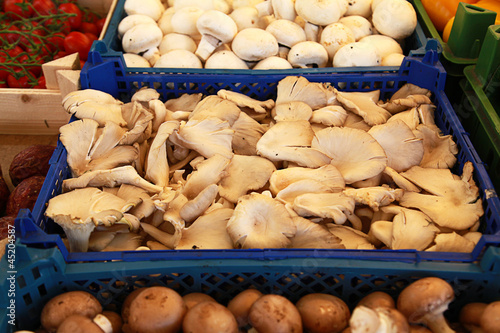 Photo: Austenpilze auf dem Markt Austenpilze auf dem Markt