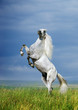 A grey horse rearing