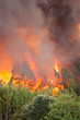 Photo: Forest Wild fire detail on Portugal Summer Forest Wild fire detail on Portugal Summer