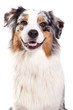 Photo: Australian Shepherd sitz Australian Shepherd sitz