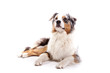 Australian Shepherd macht platz