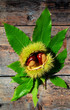 chestnuts