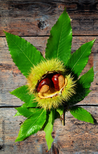 Photo: chestnuts chestnuts